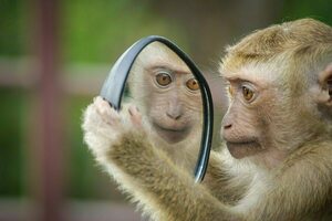 Monkey Self Reflect