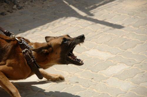 Working Dog Mammal Aggression Shepherd Leash 863621 Pxhere