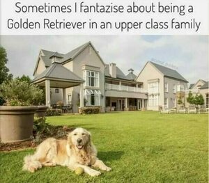 Rich Dog